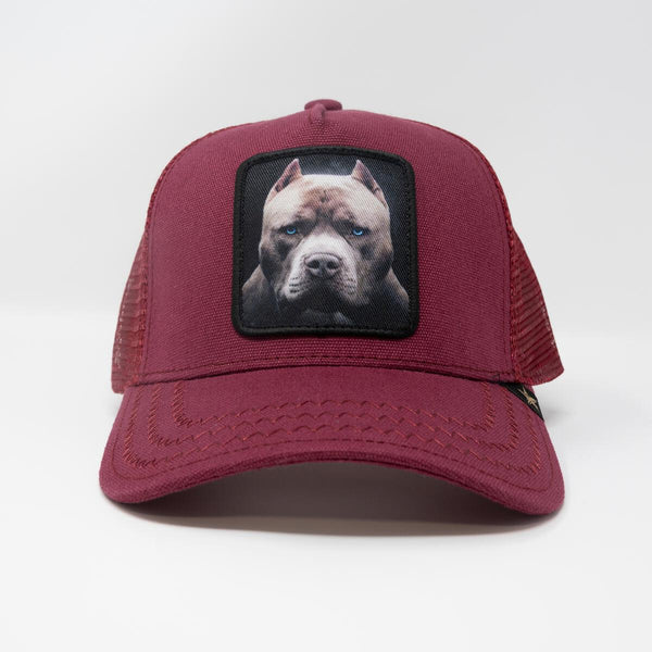 GOLD STAR PIT BULL TRUCKER HAT