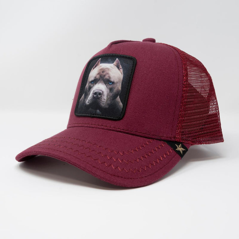 GOLD STAR PIT BULL TRUCKER HAT