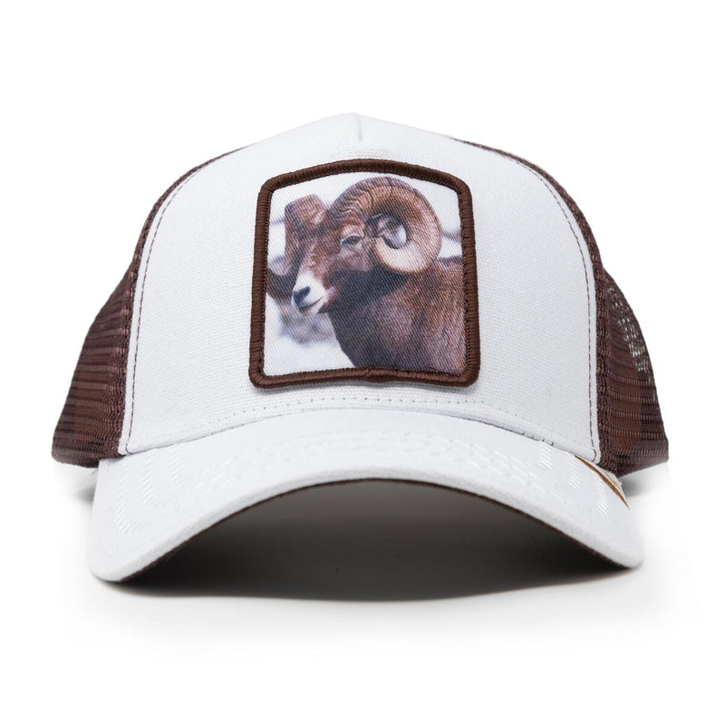 GOLD STAR BIGHORN SHEEP HAT